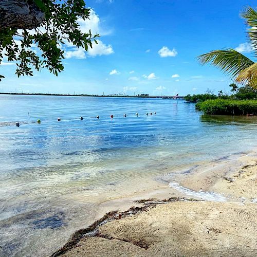 A serene beach scene with calm blue waters, a sandy shore, and a palm tree on the right. A tree branch extends from the left side into the frame.