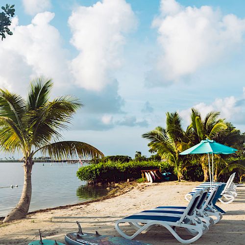 A tranquil beach scene with lounge chairs, a beach umbrella, paddleboards, palm trees, and clear blue skies.