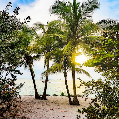 A tropical beach scene with palm trees framing the setting sun, surrounded by lush vegetation, and calm ocean waters in the background.