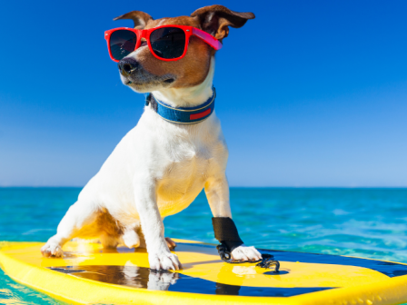 A dog wearing red sunglasses stands confidently on a yellow surfboard in the middle of a bright blue ocean.