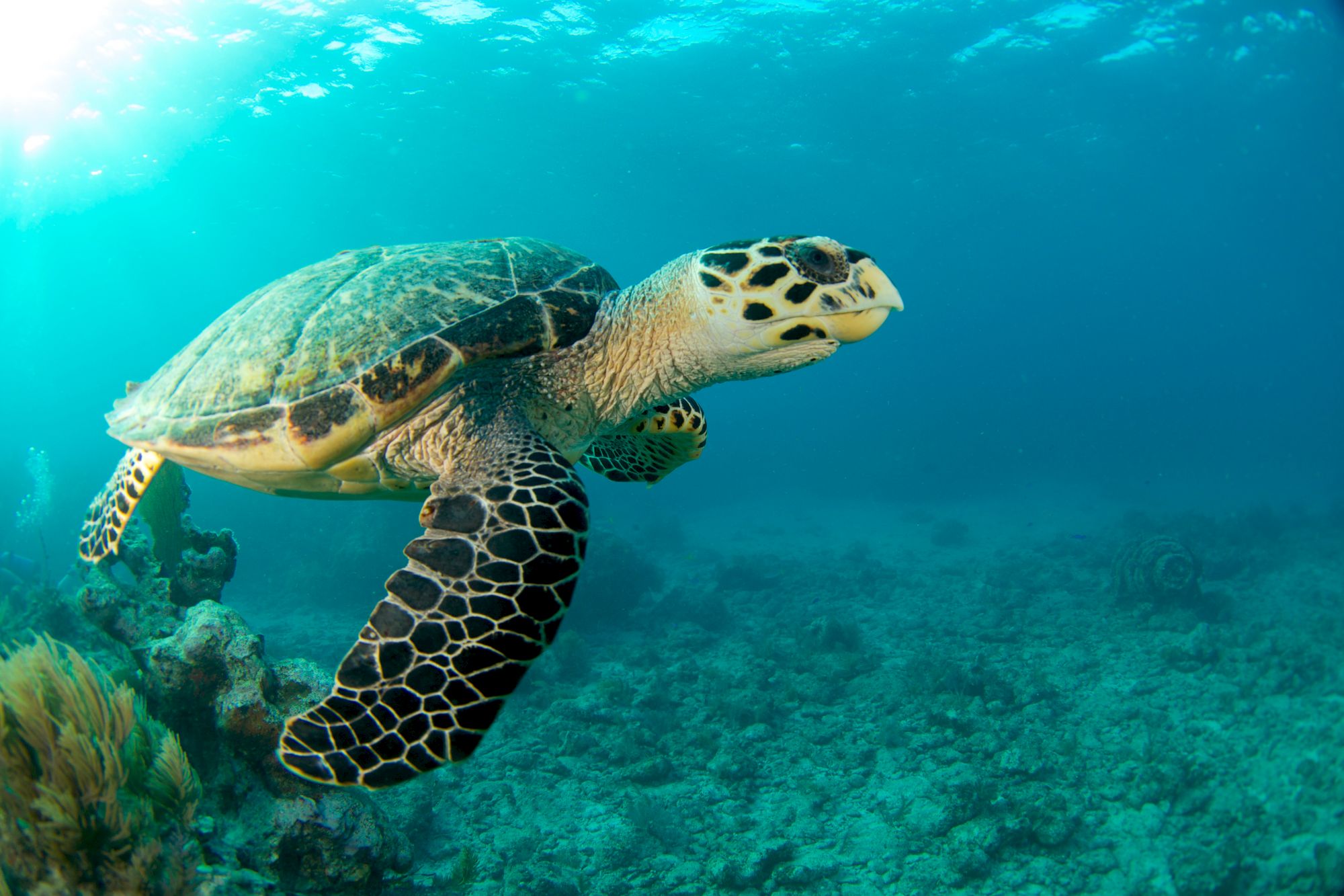 An underwater photograph of a sea turtle swimming over a coral reef in clear blue water, with sunlight streaming through the surface.