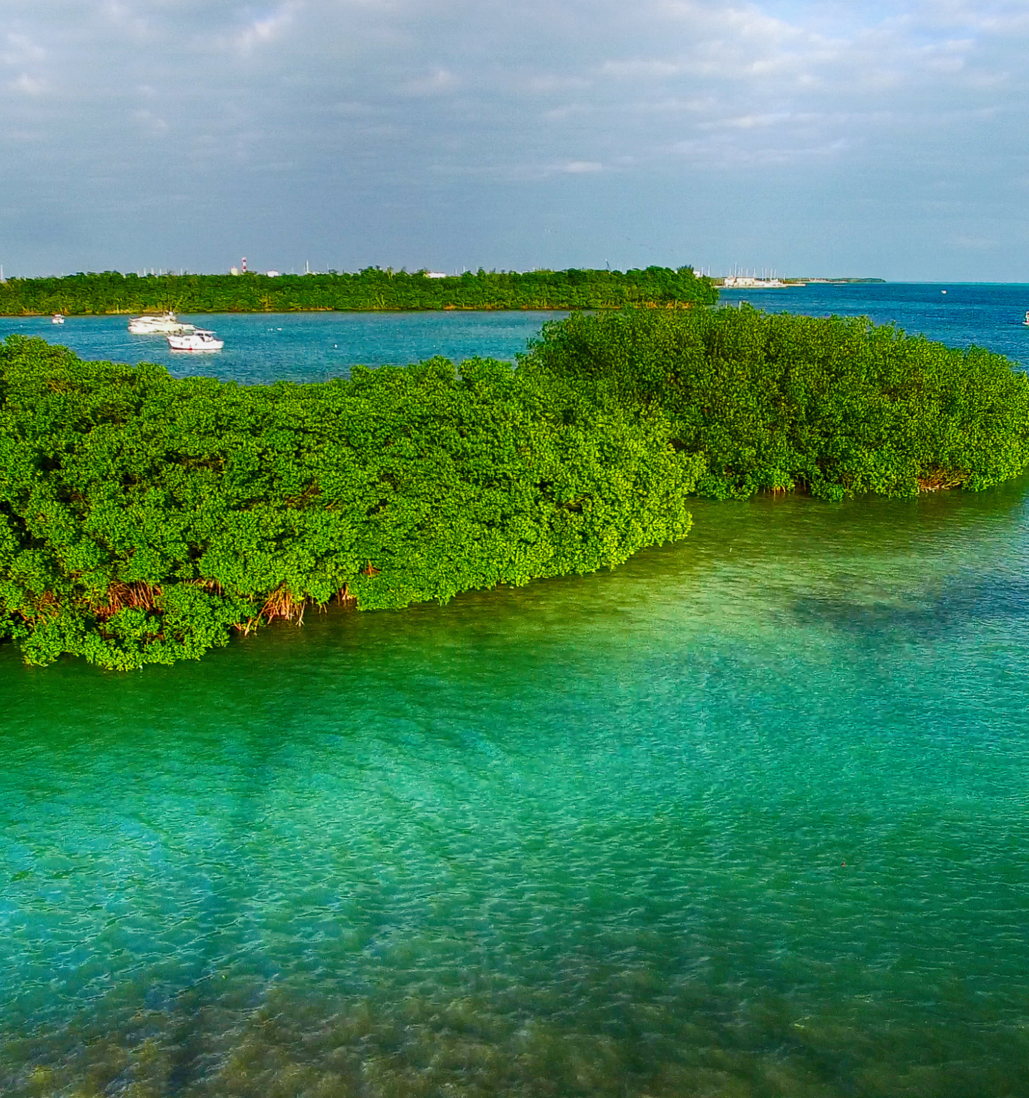 A serene coastal scene featuring lush green mangroves surrounded by clear turquoise water, under a partly cloudy sky with boats in the distance.