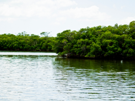 It's an image of a body of water with lush green trees and shrubs along the shoreline under a partly cloudy sky.