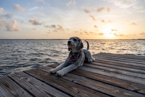 A dog wearing a colorful bandana is lying on a wooden dock by a body of water during sunset.