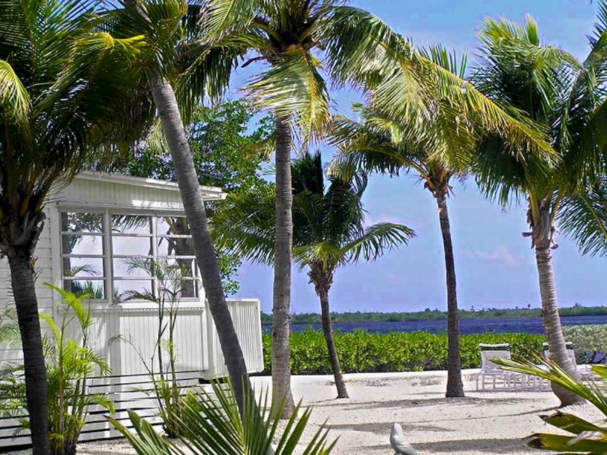 A tropical beach scene with palm trees, a white house, and a glimpse of the ocean and sky in the background, creating a serene and relaxing atmosphere.